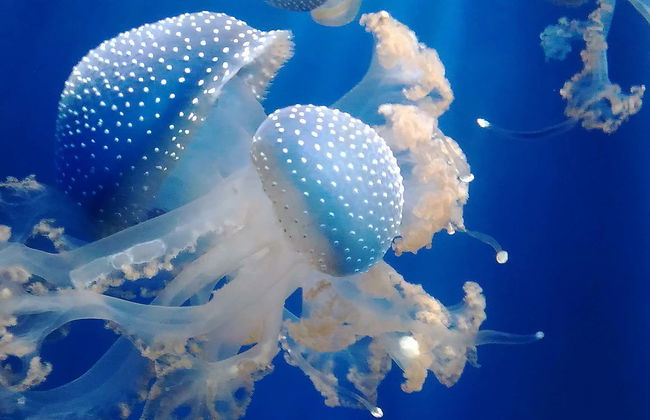 Entrada al Acuario de Génova + Paseo en barco con avistamiento de cetáceos - Foto 2