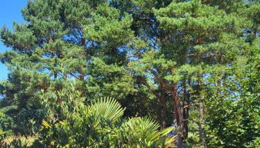 Aufatmen in Ahlbeck - Photo 5, Garden