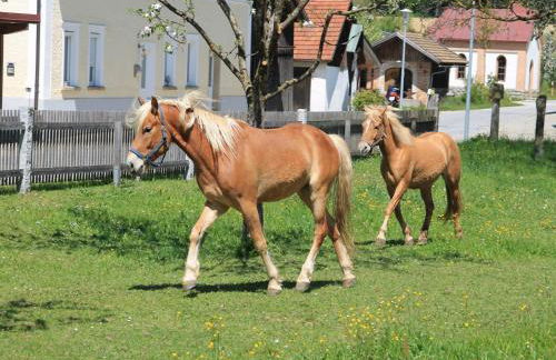 Gschwendnerhof Reitberger-Brandl - Foto 47