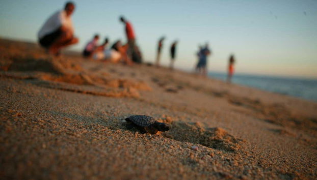 Turtle Release in Los Cabos - Foto 3