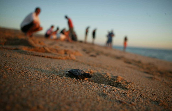 Turtle Release in Los Cabos - Foto 3