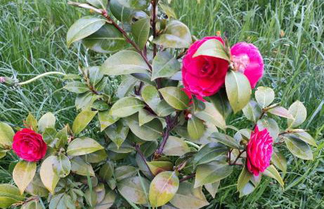 VILLA ADRY Aosta Sarre Your freedom - Foto 47