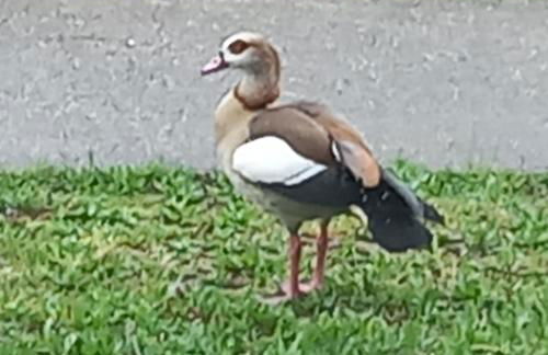 Jardin Fleuri - Foto 33