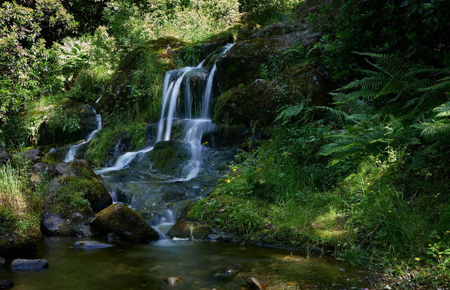 Macdonald Forest Hills Resort - Foto 2