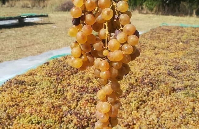 Agriturismo Nereide Ceratti - Foto 15