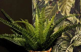 Jacuzzi & Jardin privé - Suite Tropicale - Foto 23