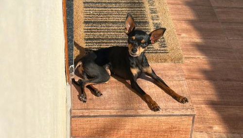 Solar das palmeiras - Foto 5