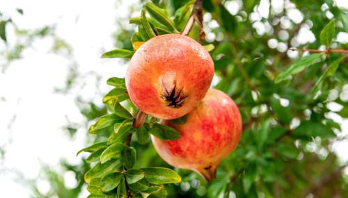 Can Pardal - Foto 2, Garden