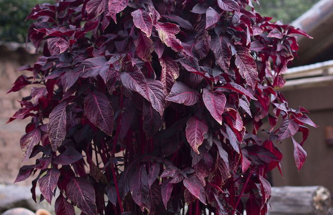 URUHome Cusco - Foto 45