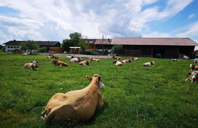 Ferienparadies Reifnhof - Foto 75