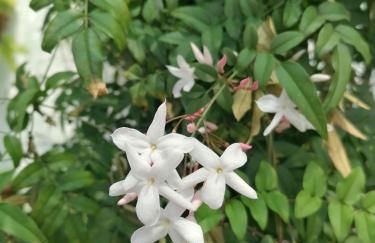 Westerland House - Foto 42