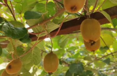 Casa da Mata - Foto 52