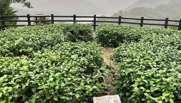 Rangées de théiers à Maokong