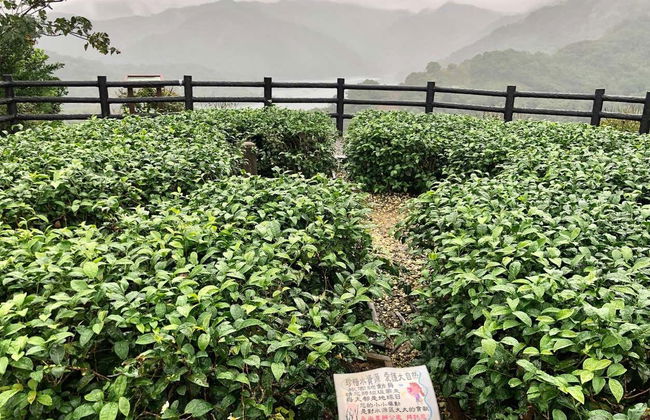 Tour do chá por Pinglin e Maokong - Foto 2