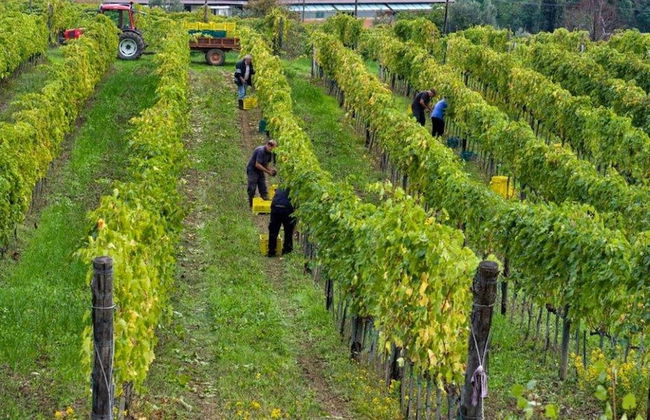 Rustic Farmhouse Stay, Carmignano - Photo 46