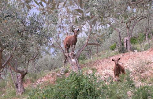 Agriturismo Istrice Innamorato - Photo 78