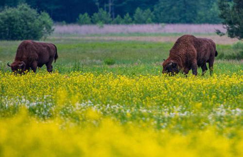 Agroturystyka u Wojtka - Foto 30