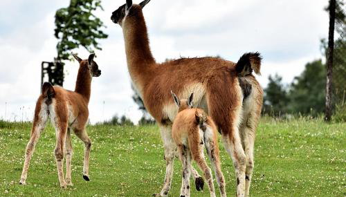 Stara Szkoła Browina - Foto 4