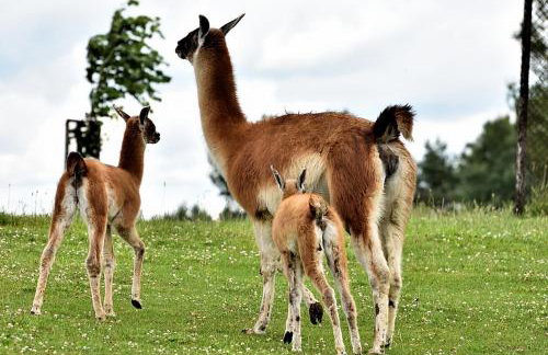 Stara Szkoła Browina - Foto 4