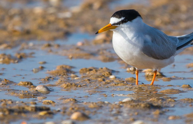 Ria Formosa Birdwatching Tour - Photo 1