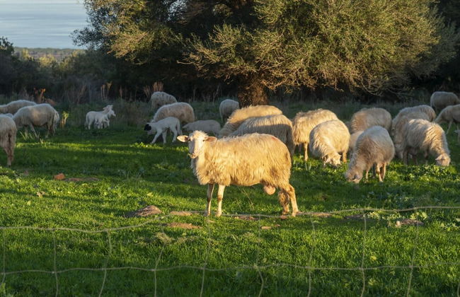 Casa Oliveto 2 in Galtell - Foto 15