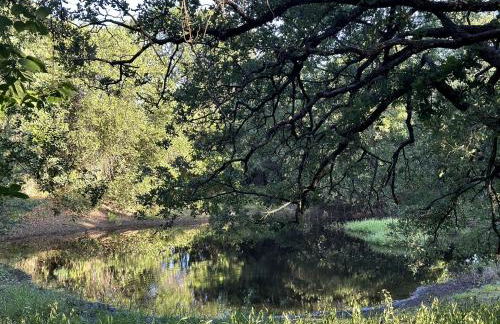 Hidden Treasure Harvest House Forest Getaway 30 Min. West of Fort Worth - Photo 33