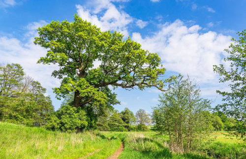 Studio in Usedom - Insel Usedom 2319 - Foto 26
