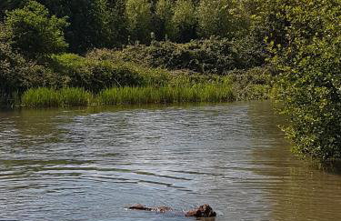 Tudor Cottage - Foto 34