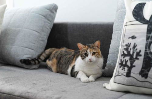 Il gatto Franco - Photo 15