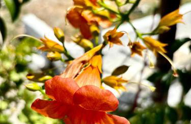 Traditional Corfiot House - Foto 55