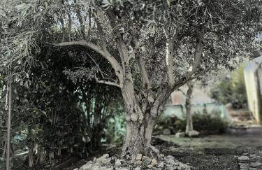Apartamento El Olivar de Cáceres - Foto 7