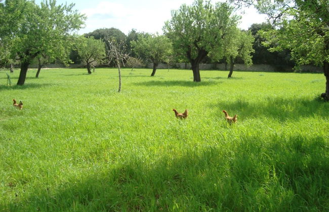Sa Figuera Blanca in Buger - Foto 30