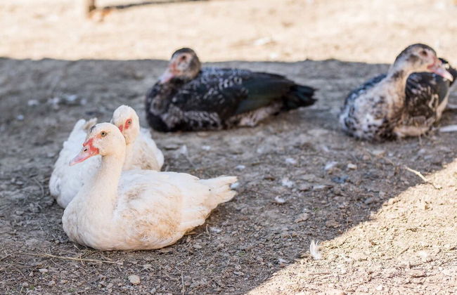 Podere Il Sorriso Degli Angeli - Photo 14