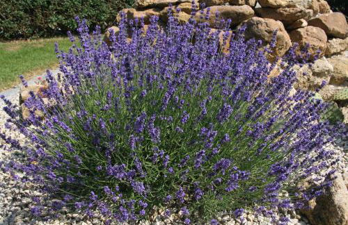 Ferienwohnung Lex - Foto 26