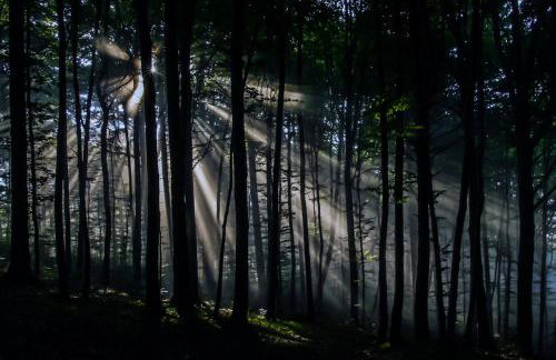 Siedlisko Przy Lesie Alpaka 3 - Foto 64