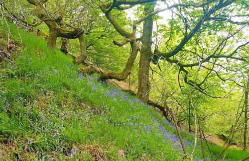 Bijou Cottage in Brontë Country with Wood-burning Stove & Hot Tub Spa - Foto 40