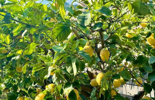 Lemon House - Foto 22