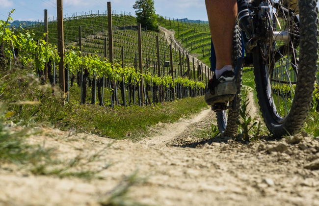 Tour dei vigneti di Lazise in bici elettrica + Degustazione di vino - Foto 7