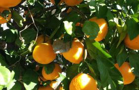 RUSTICO MEDITERRANEO Apartment with large terrace by Villa Mihaela Poreč - Foto 17