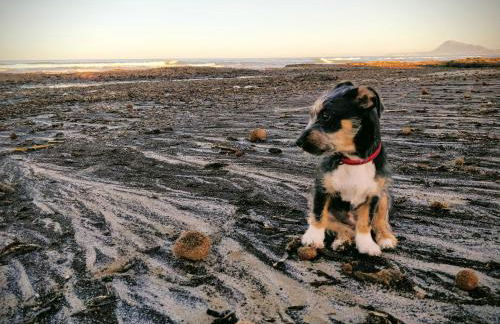 Hello Oliva Beach Alter - Photo 33