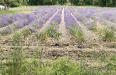 STUDIO 4 COUCHAGES A St JEAN-MONTCLAR ÉTÉ/HIVER - Foto 21