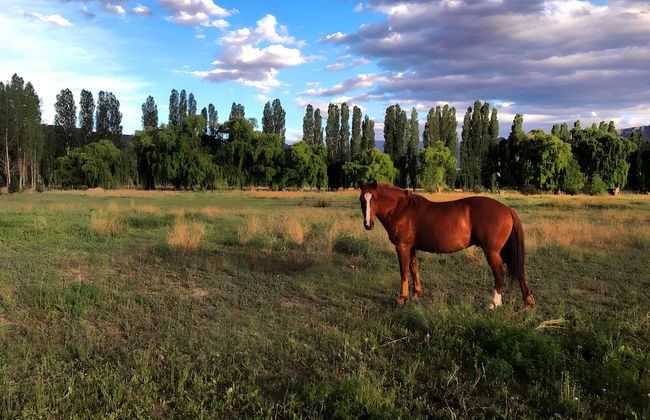 Uspallata Cabañas - Foto 10