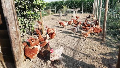 Alojamiento Rural Mas Pareta - Foto 5