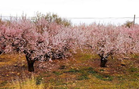 Casa Shyshka country cottage - Foto 50