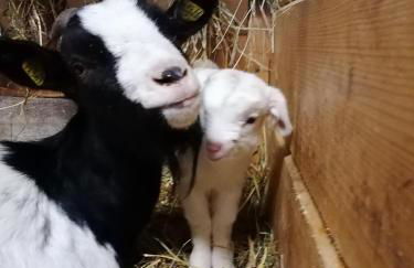 Bauernhof König - Foto 21