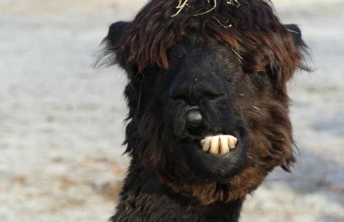 Alpaka-Lodge - Photo 55