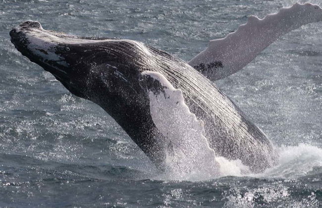 Whale Watching + Cayo Levantado Day Trip - Photo 6