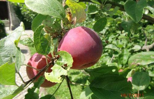 Agroturystyka Burylowka - Foto 44