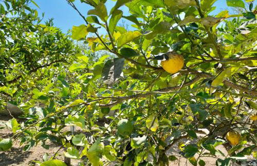 ACasammare Apartment - Foto 27