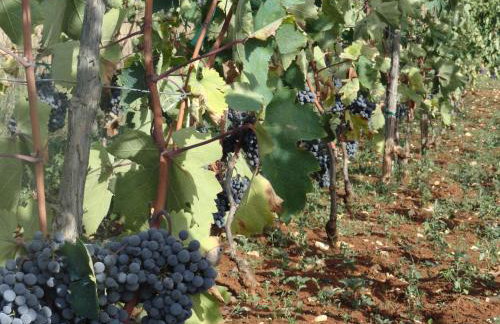 Apartments Brkić, Lozovac Krka NP with Pool - Foto 75